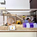 내햄존 | [햄테리어] 드워프 푸딩 햄스터 인테리어 집꾸미기 (Feat.루루비)