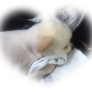 멍멍&야옹 이미지