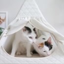 조인트하우스 | 펫테리어 고양이 숨숨집 추천 초코펫하우스 쏙쏙하우스 다묘가정 후기