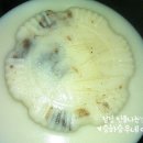 꽃곰탕 이미지