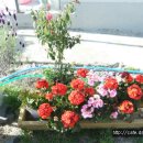 경남고성군전원주택매매.. 고성읍 예쁜꽃천지 잡지속의 그집 전원주택, 시골집매매입니다.. 214평 (금액절충) 이미지