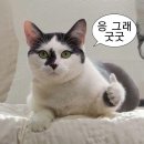 [서울대입구역] 수플레 팬케이크 디저트 맛집! 데일리 오아시스 샤로수길점 후기