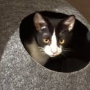 펫마트익산 | 초보집사일기 3탄 🐱 고양이 회충부터 3차 접종, 광견병 예방접종 후기