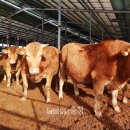 통일한우농장 이미지