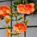 부천중앙공원 이미지