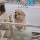위례나무동물병원