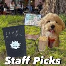 서촌공간서로 | 서촌 카페 스태픽스 왜 인기 많은지 직접 가봄 :: 애견동반·주차팁·주말방문 후기