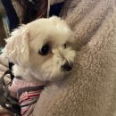 율목애견 이미지