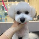 그루밍부스 이미지