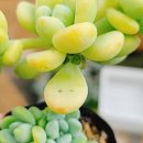 바람길다육