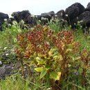 남생이못 이미지