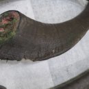 댕댕점빵