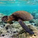 푸른바다 이미지