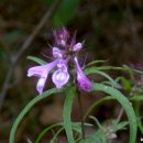 야생화편지 이미지