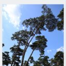 소나무와 호수 이미지