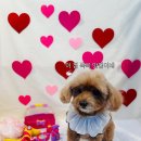 멍탕멍컷 이미지