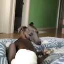 원흥동물의료센터 이미지