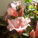 탑리약국 이미지