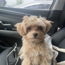 강아지 그리다 이미지