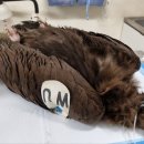 전라남도야생동물구조관리센터 이미지