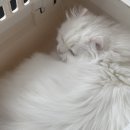 봉곡로23길-1 | [경북구미] 무마취 고양이 미용 '야옹아부탁해' 내돈내산 방문후기