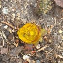 자연1호 이미지