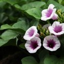 책놀이지도사자격증(초등) 이미지