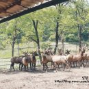 성환엘크사슴농장 이미지