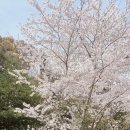 군침도네