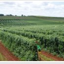 돈이농장 이미지