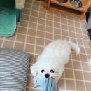 뚜뚜애견 | 춘천강아지분양 후기 뚜뚜 이야기 ^^