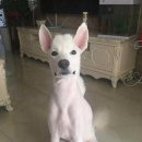 강아지 미용 이미지