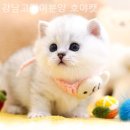 강남고양이분양 호야캣 이미지