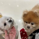 댕굴댕굴 이미지