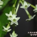 야래향 Daum카페