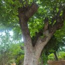 느티나무2농장 이미지