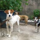 개라다이스 이미지