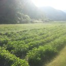 화순청풍우체국 이미지