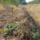 안골농원 이미지