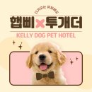 켈리 독, 강남 애견호텔 애견유치원 이미지