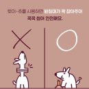 다다덴탈 | 홍망고 PICK :: 아르르 덴탈 토이-츄 ฅ^•ﻌ•^ฅ 🐾