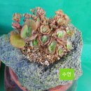 수연