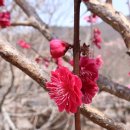 선암사 매화향에 취하고 송광사 산수유에 홀리다 (20220322 정주니대장님과) 이미지