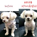 킁킁펫 이미지