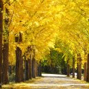 은행나무길 이미지