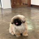 셀럽도기 이미지