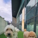 러닝독 스테이 이미지