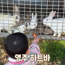 28 | 영주카페 하트바 아기랑 가기 좋은 경북승마체험 동물 먹이 체험 후기