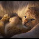 라이온킹 이미지