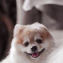 하얀강아지 이미지